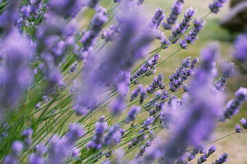 Lavender flowers in full bloom, showcasing vibrant purple blossoms and delicate stems, creating a calm and natural floral scene in soft daylight.