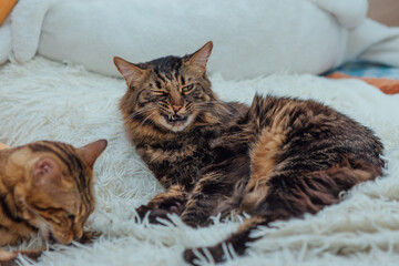 Young cute longhair bengal cat laying on the white blanket indoors.