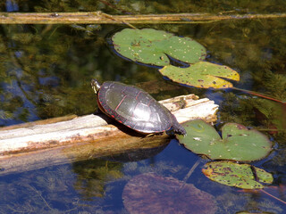 Turtle sitting on trunk in the pond