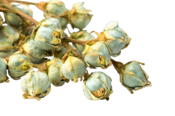 Close-up of dried light teal and beige flower buds on a branch