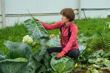 Middle-aged woman harvesting fresh cabbage, tearing off a bad leaf from it. Gardening and horticulture concept