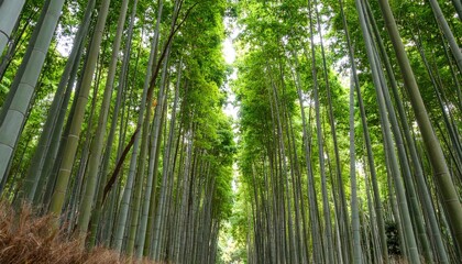 Lush bamboo forest, straight upward view