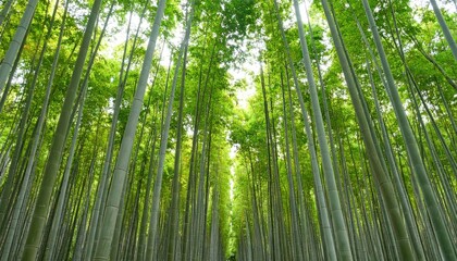 Dense bamboo forest, looking upward (1)