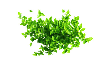 Obraz premium Close-up of vibrant green leaves (4)