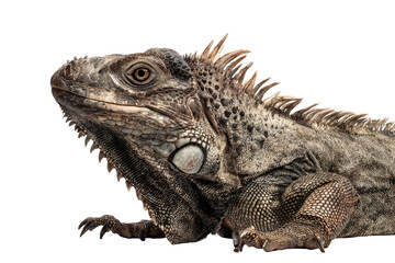 Fototapeta premium Close-up profile view of a lizard