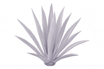Spreading white agave plant with broad leaves, isolated against transparent background, ideal for graphic design