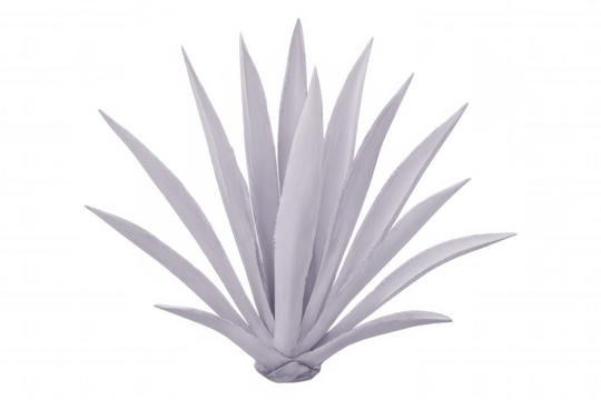 Spreading white agave plant with broad leaves, isolated against transparent background, ideal for graphic design