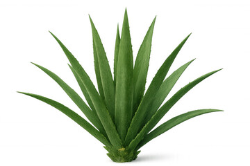 Fototapeta premium Lush green agave plant with long, spiky leaves, isolated on a transparent background, ready for compositing