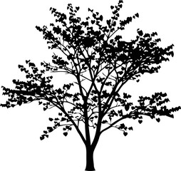 Obraz premium elegant black tree silhouette natures grace, timeless beauty, and serene tranquility in minimalist design, isolated on transparent background