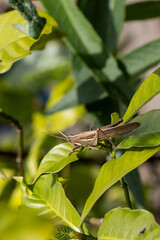 Gafanhoto (Schistocerca flavofasciata). Grilo. Inseto