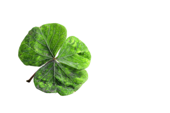 Close-up of a three-leaf clover leaf