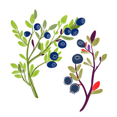 Illustration with blueberry branches. Northern berries and herbs.