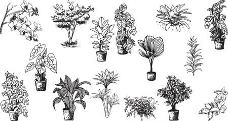 Vector Set of Hand-Drawn Houseplants and Potted Plants, Detailed and Diverse Collection