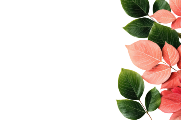 Vibrant leaves on black background