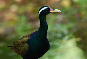 bronzed winged jacana bird in wild natural habitat