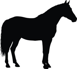 Majestic black horse silhouette standing proudly isolated on white vector