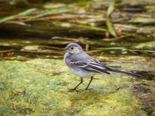 Juvenile white wagtail in swampy river