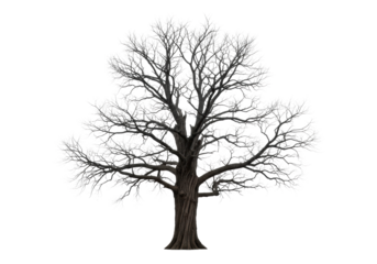 A solitary ancient deciduous tree with a dark brown trunk and intricate bare charcoal-grey branches isolated on a transparent studio background, concept of timeless resilience
