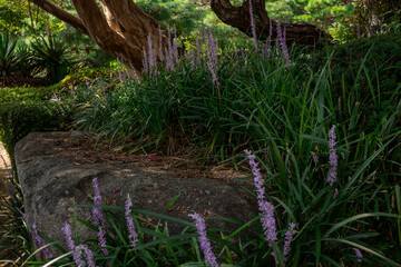 Old tree with twisted branches and blooming purple flowers in a garden. Natural landscape with greenery, grass, and seasonal wildflowers in daylight
