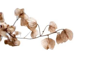 Close-up of dried plant branch