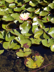 Frog sitting on leaf in the pond