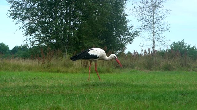 Stork looking for food in the grass. Stork in the wild. Beautiful bird, stork.