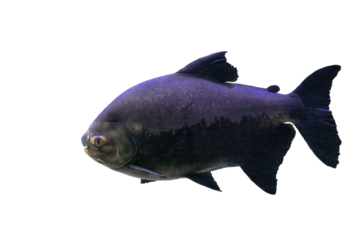 Tambaqui (Colossoma macropomum or black pacu) fish isolated on transparent background, side view