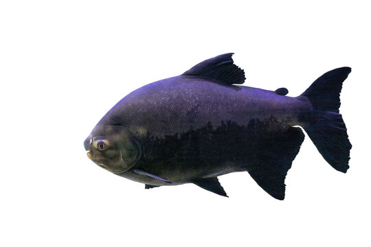 Tambaqui (Colossoma macropomum or black pacu) fish isolated on transparent background, side view