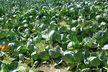 Cabbage field during daytime showcases lush green crops and healthy growth in a rural landscape