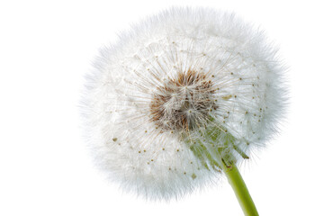 Fototapeta premium Close-up of a dandelion seed head (23)