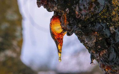 Golden resin drop glistens on tree bark in winter landscape with snow-covered background