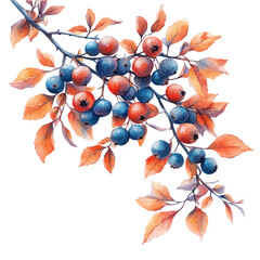 watercolor vector of Winter Berries And Leaves, isolated on a white background.