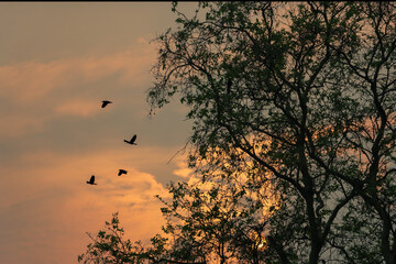 birds flying over the tree branches at twilight, view from the ground 