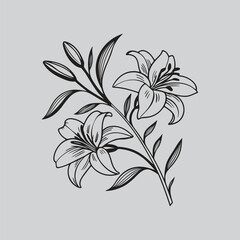 Alstroemeria Elegant Lily Ink Artwork Design