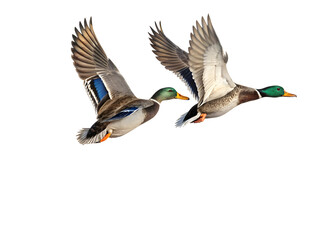 Obraz premium Two Mallard Ducks in Flight Brown Gray Green Feathers Wings Spread Isolated on a transparent background