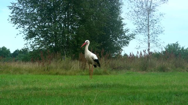 Stork looking for food in the grass. Stork in the wild. Beautiful bird, stork.