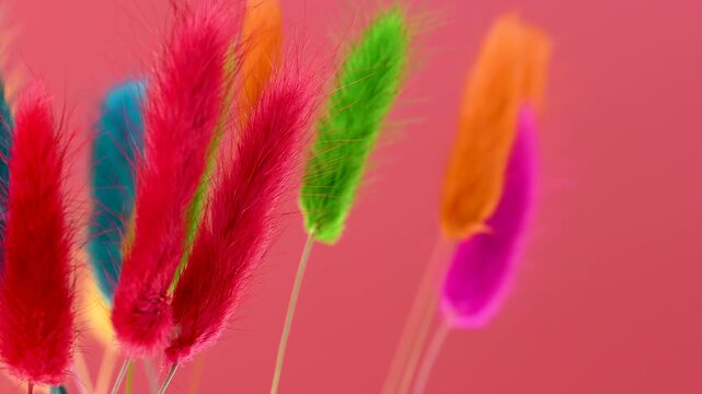 Brightly colored Lagurus Ovatus
