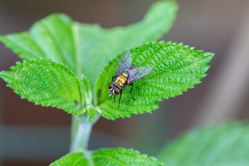 Mosca