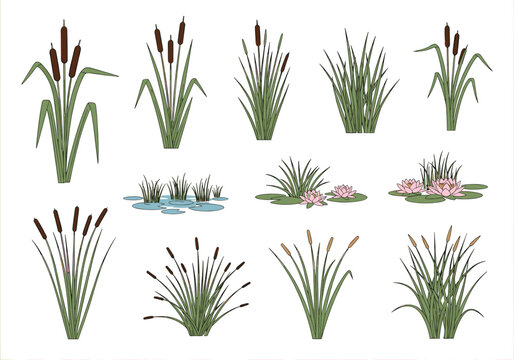 Collection of freshwater wetland plants and reeds for digital design and illustration projects