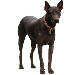 A muscular, mature, elegant black Thai Ridgeback dog stands on a white background.