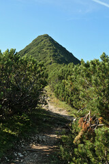 Ascent to Mount Brecherspitz via a path through coniferous forest - Schliersee, Bavaria