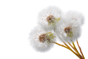 Close-up of three dandelion seed heads (4)