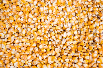 Background of dried corn seeds
