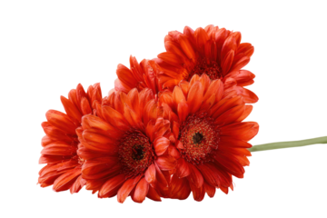 Close-up of a cluster of vibrant orange gerbera daisies