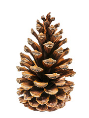 Detailed close up of a pine cone against a black background