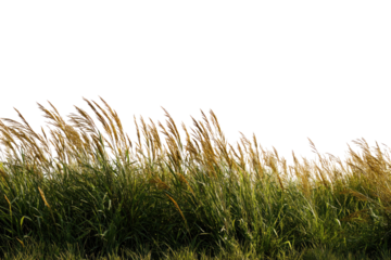 Field of swaying grass