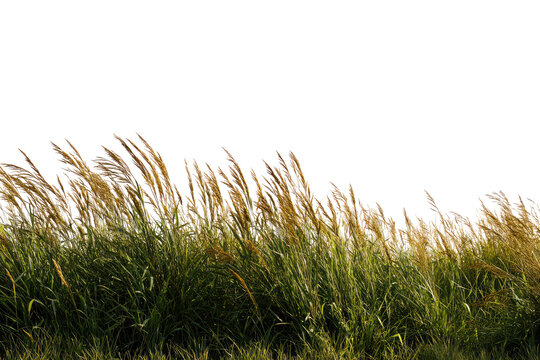Field of swaying grass
