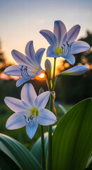 Obraz premium Tranquil Field of Vibrant Dahlias Glowing Under a Soft Sunset Light