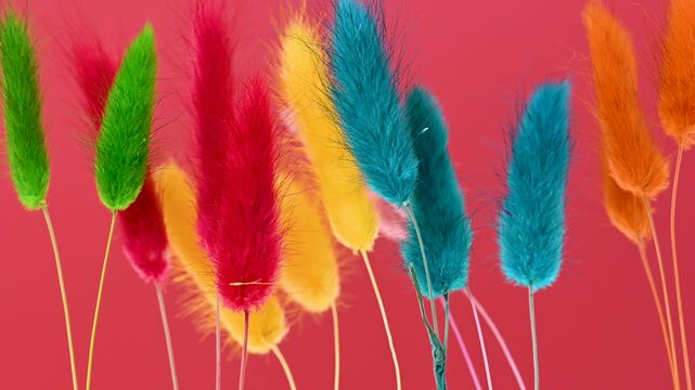 Brightly colored Lagurus Ovatus