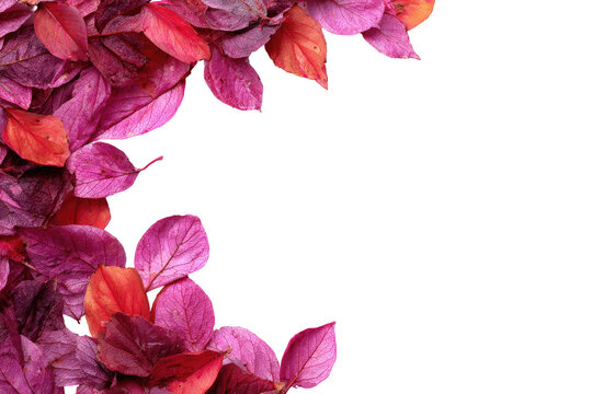 Autumn leaves frame on black background